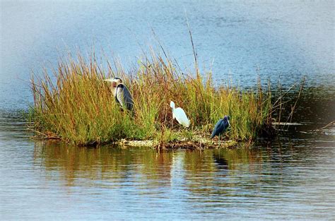 Egret And Herons Photograph By Cynthia Guinn Pixels
