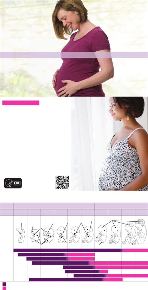 Fetal Development Chart Free Download