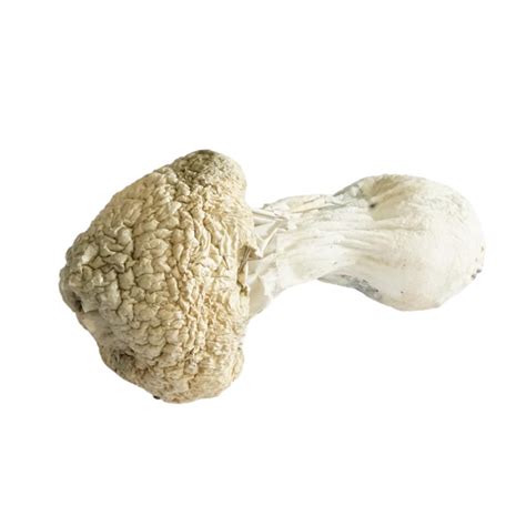 Yeti Mushrooms Shrooms And Edibles