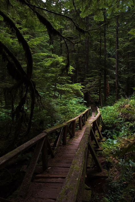 Rain Forrest Trail Bridge Shane Lin Flickr