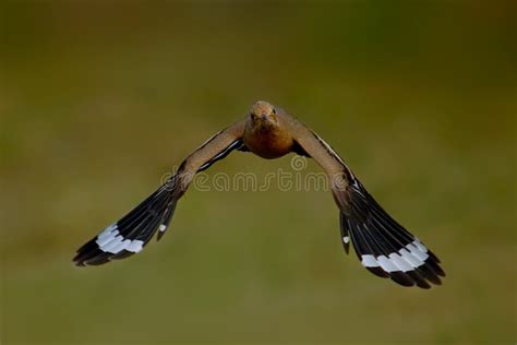 Common Hoopoe Bird Flying In The Air Stock Photo Image Of Common