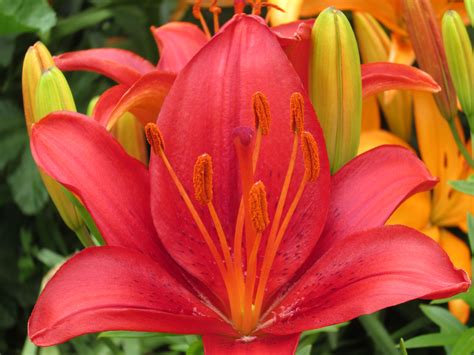 3355 s wadsworth blvd h107 (8,845.41 km) 80227 lakewood, co, us. Lilies | Love lily, Flowers, Lily