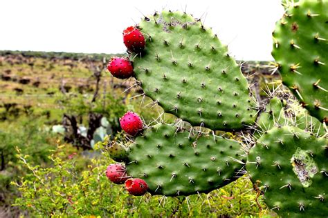 Flora De Mexico