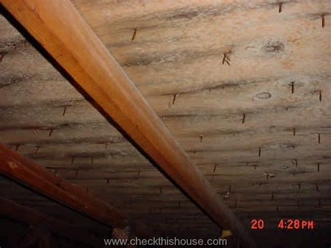 The fastest mold growth was the dark control bag, followed closely by the dark water bag and the light control bag. What is Attic Black Mold and Why it's Growing in Your ...