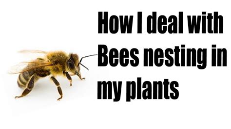 It would be more productive for you to buy or catch a colony of bees and become a beekeeper. How I deal with Bees nesting in my plants - YouTube