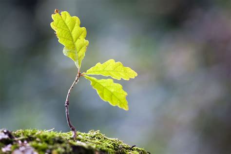 Everything You Need to Know About Growing Trees From Seeds