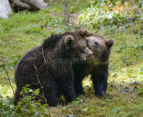 Two Brown Bear Cubs Play Fighting Stock Photo Image Of Bear Small