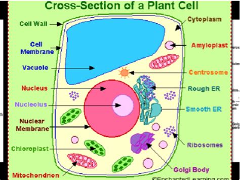 وحدةالبنائية لاجسام الانسان والحيوانات (ar); ShowMe - a real plant cell