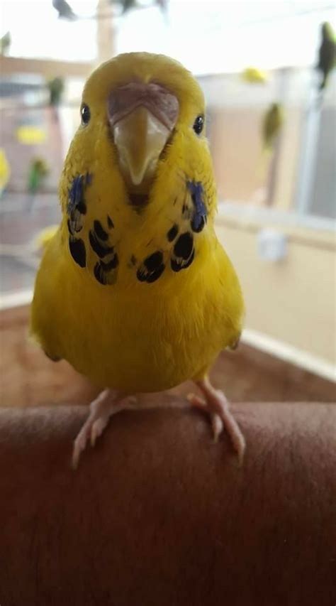A Small Yellow Bird Sitting On The Arm Of Someone