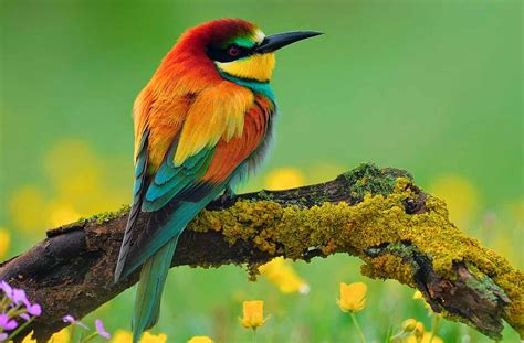 40 Free Beautiful Birds Wallpapers Hd Tinydesignr