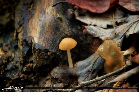 Wild Mushrooms From North Carolina Small Shroom Royal Stock Photo