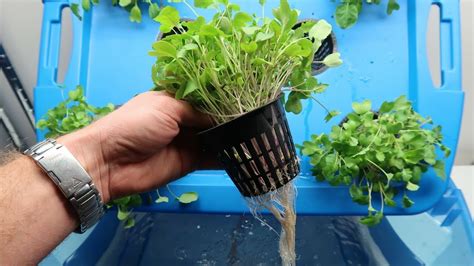 How To Grow Microgreens Hydroponically Youtube
