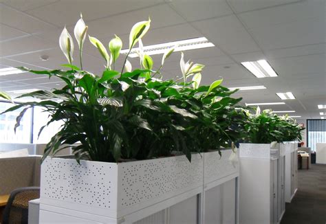 Gurus In Plant Design Office Plants Best Office Plants Interior