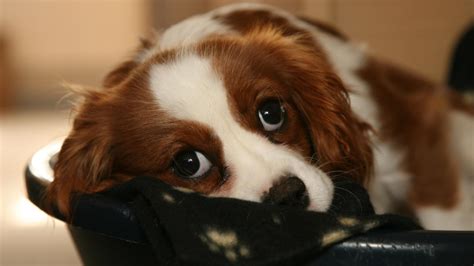 Separation Anxiety In Dogs Alone At Home Blue Cross