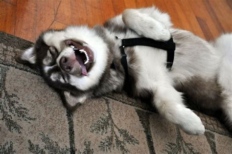 14 Emotions Of Huskies That Will Make You Smile Page 3 Of 3 Petpress