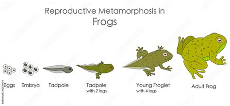 Vecteur Stock Frogs Reproductive Metamorphosis Amphibian Reproduction