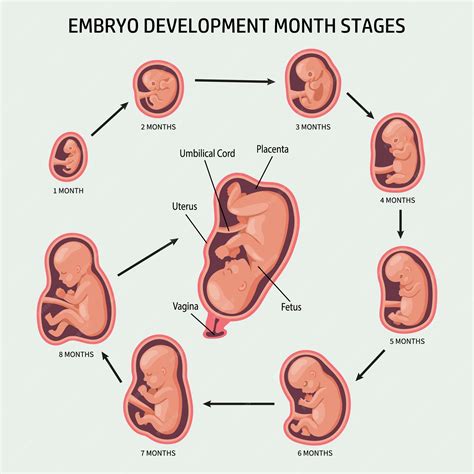 Premium Vector Embryo In The Womb Set Development And Growth Of The Fetus At Different