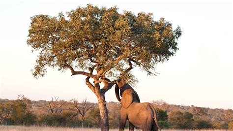 9 Incredible Trees Native To South Africa A Z Animals