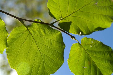 3840x2560 Branch Close Up Corylus Avellana Green Hazelnut Leaves
