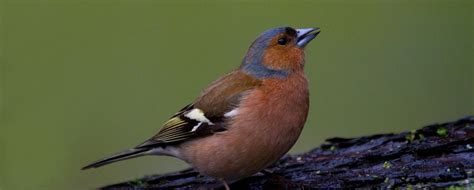 Een aantal vogels heeft een rood gevarendriehoekje bij hun naam staan. Nature Today | Kleine vogels domineren Vogelteldag