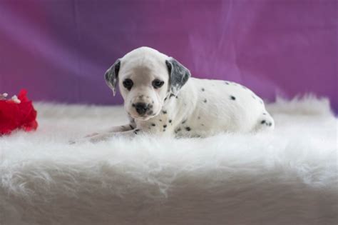 Dalmatian puppy for sale near ohio, sugarcreek, usa. Dalmatian puppy dog for sale in Akron, Ohio