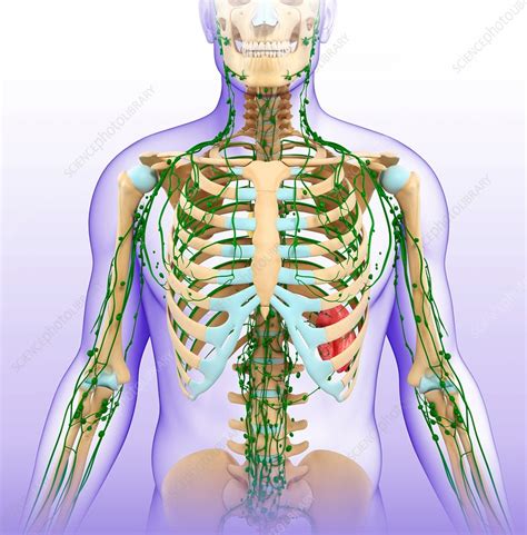 Male Skeletal And Lymphatic System Stock Image F0159116 Science