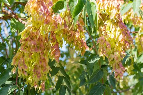 Premium Photo Closeup Growing Chinese Ashtree Ailanthus Altissima