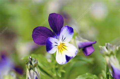 Heartsease Pansy Viola Tricolor Stock Image C0076638 Science