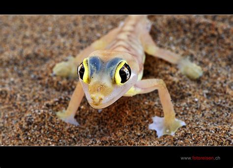 Palmato Gecko Foto And Bild Tiere Wildlife Amphibien And Reptilien Bilder Auf Fotocommunity