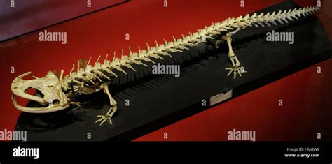 Esqueleto De La Salamandra Gigante Japonesa Fotos E Imágenes De Stock