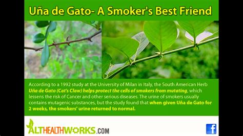 Health Benefits Of Una De Gato Cats Claw Great For Smokers Autoimmune