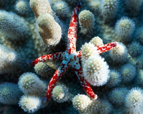 Desktop Wallpapers Starfish Underwater World Animal