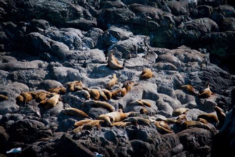Group Of Sea Lions On Rock Stock Photo Image Of Brown 89769706