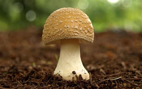 Mushrooms nutrition facts and health benefits |HB times