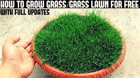How To Grow Grass At Home For Free With Full Updates Youtube