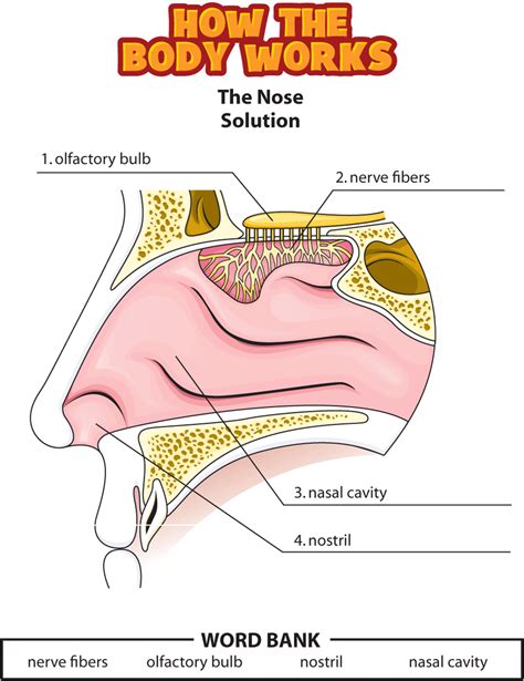 Htbw Nose Solutions Png Human Body Lesson Human Body Systems Nose Work