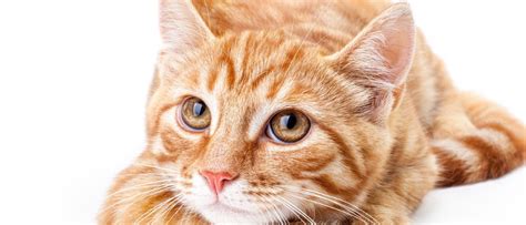 Depresión En Los Gatos Cómo Saber Si Nuestra Mascota Está Triste