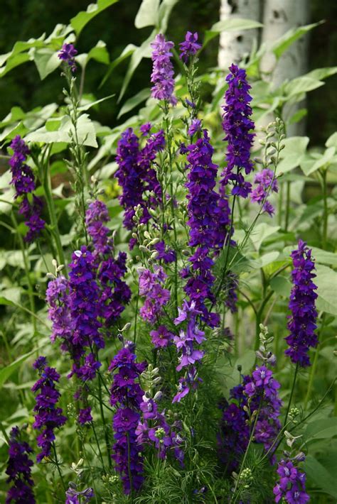 Larkspur Shades Of Blue Annual Blooms From Spring To