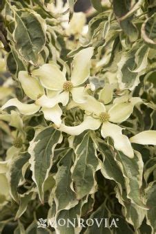 Cornus, chinese dogwood, japanese dogwood, kousa dogwood 'wolf eyes' (cornus kousa) by wha. Wolf Eyes Japanese Dogwood - Monrovia - Wolf Eyes Japanese ...