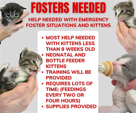 Kitten Foster Friendship Animal Protective League Of Lorain County