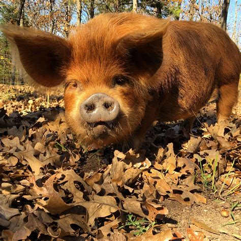 Kune Kune Basics Pig Farming Pet Pigs Pig Feed