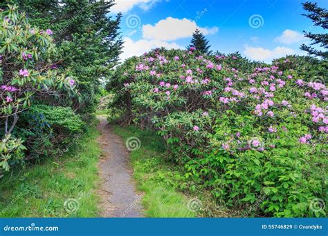 Rhododendron Garden Trail Roan Mountain Nc Stock Image Image Of