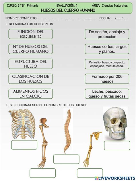 Los Huesos Del Cuerpo Humano Huesos Del Cuerpo Humano Huesos Del