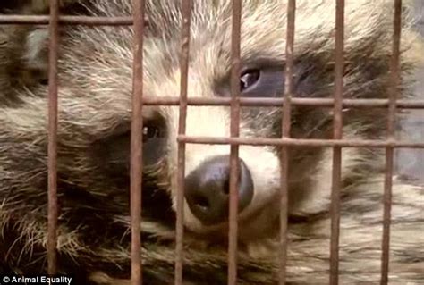 Inside Chinese Fur Farms Which Breed Raccoon Dogs To Make Coats For