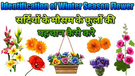 We did not find results for: Identification of Winter Flowers🌹 - YouTube