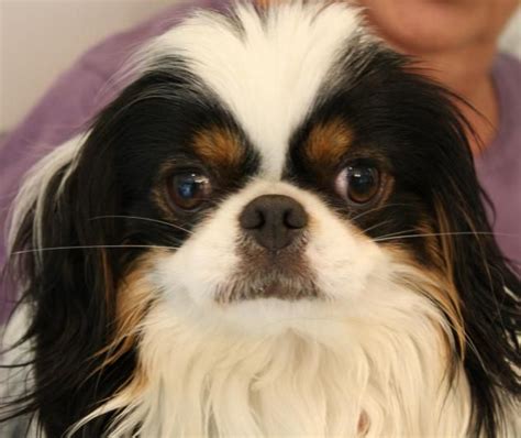 Adopt Dexter Adopted On Petfinder Japanese Chin Dog Japanese Chin