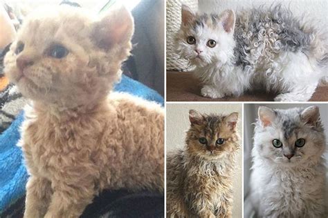Curly Haired Cats Are A Thing And People Are Losing Their Minds Over