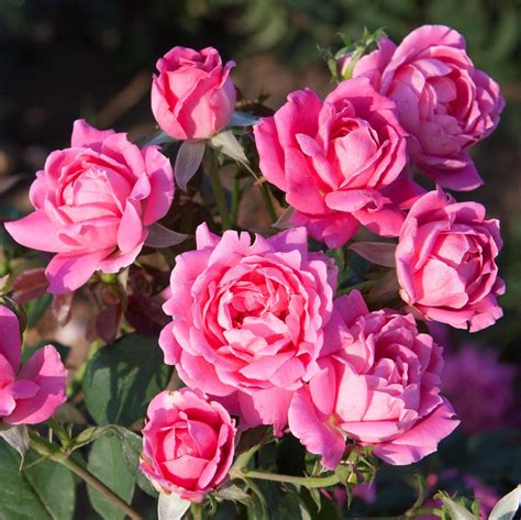 Pink Rose Plants For Sale Pink Double Knock Out® Rose Easy To Grow Bulbs