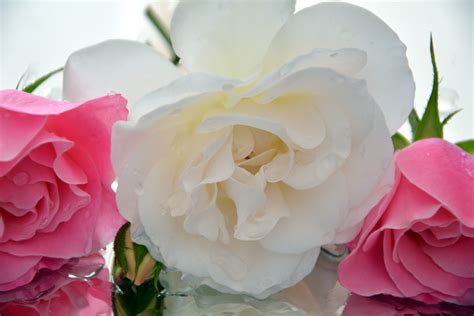 Free Images Petal Pink Fragrant Floristry Peony Floribunda