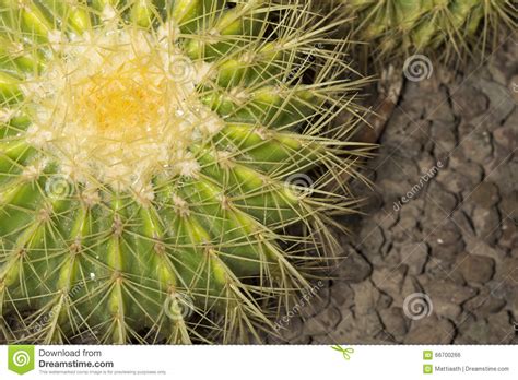 Le cactus paques rhipsalidopsis hiatora n'est pas un cactus de noël, les tiges, fleurs sont différentes et il fleurit à pâques. Cactus qui ne gele pas - Photo de fleur : Une pensee fleuriste